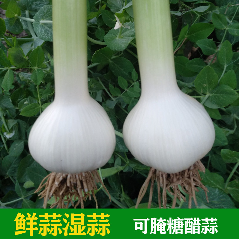 2026年新鲜大蒜头紫白皮湿蒜大蒜