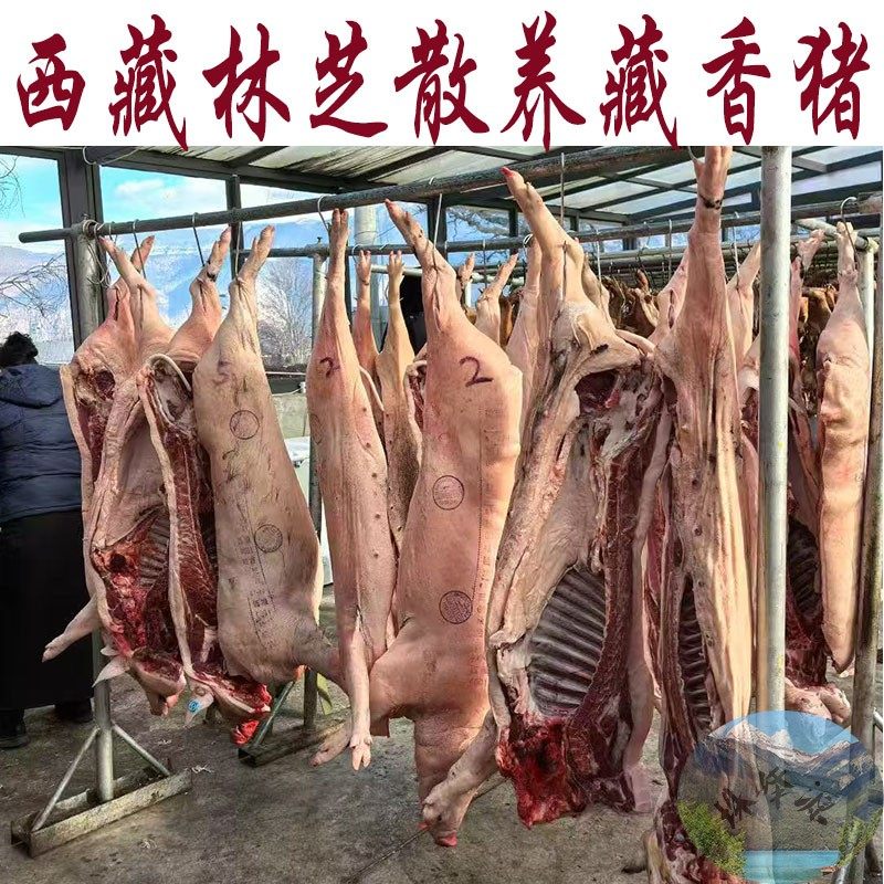 西藏顺丰包邮 藏香猪 半头起销售 15-30kg/头 48.8元/斤鲜猪肉图片