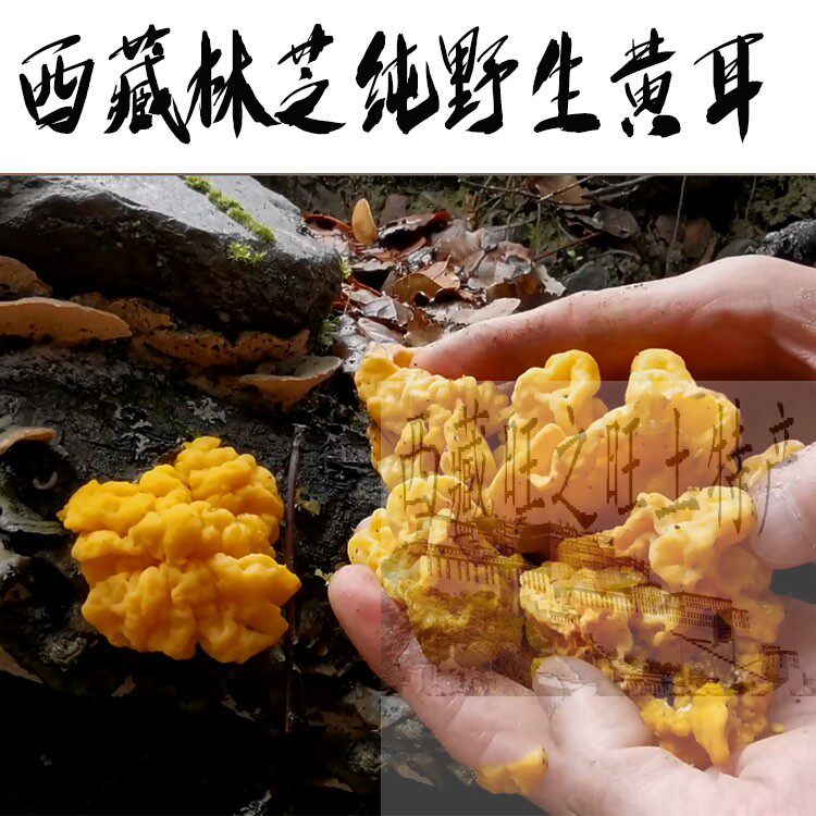 250包邮 西藏林芝纯野生黄耳 金耳 黄木耳 煲汤佳品 精选黄耳