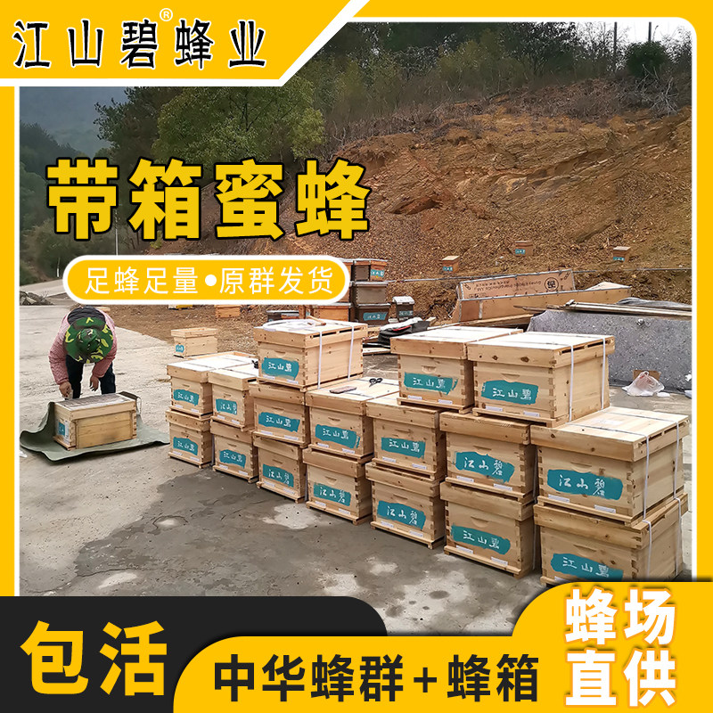 中华蜜蜂群带箱带王带子脾活框箱全套草莓大棚授粉蜂疗意蜂非笼蜂