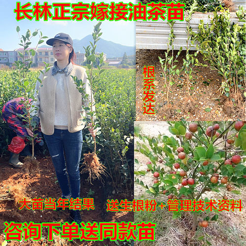 江西高产嫁接油茶苗良种长林