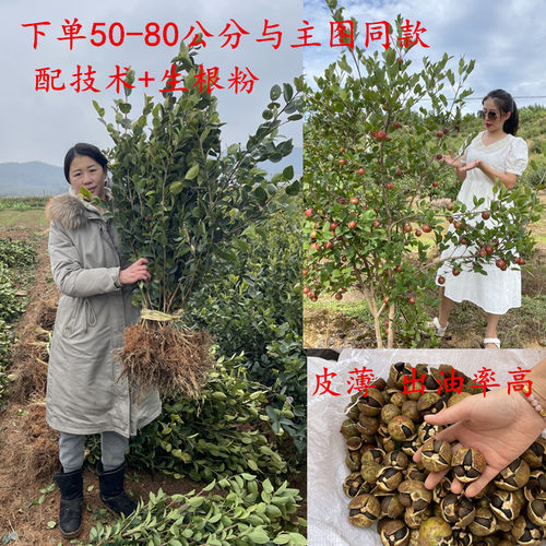 高产油茶树苗现挖现发明年结果