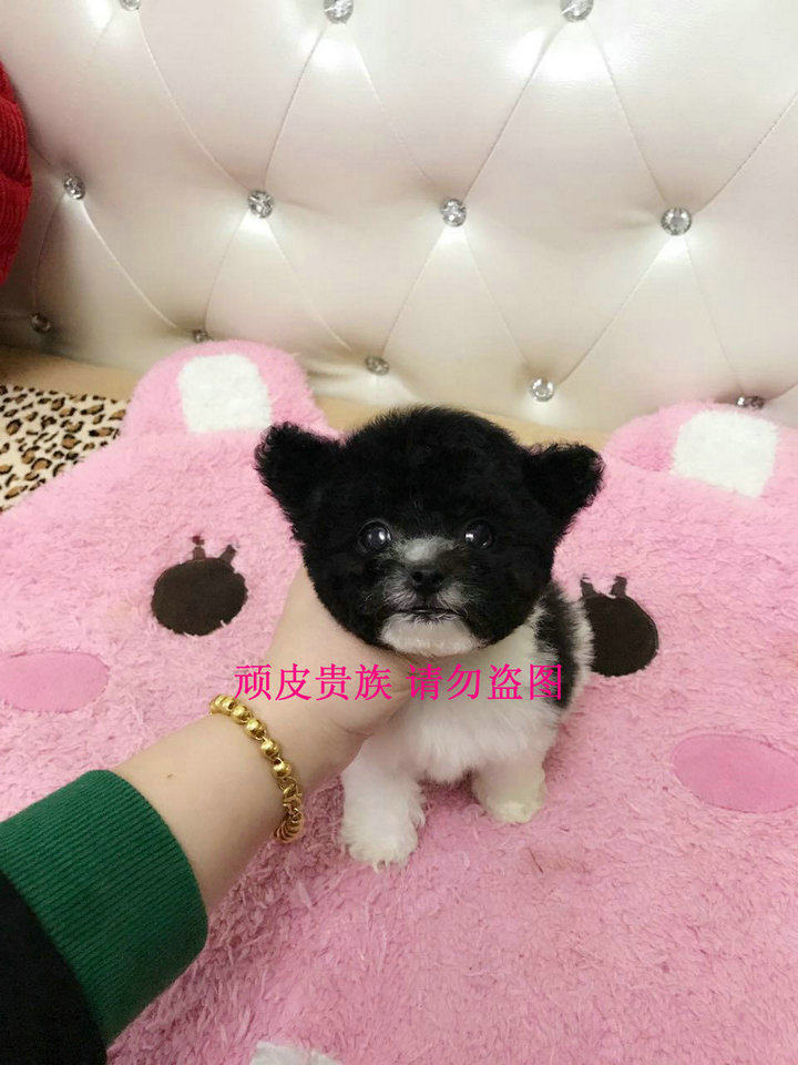 韩国纯种 花白色 泰迪贵宾茶杯幼犬宠物狗活体出售