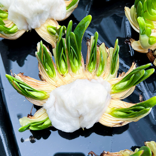 【花王雕刻水仙9-11个花苞】漳州水仙花种球已雕刻好带花苞单复瓣