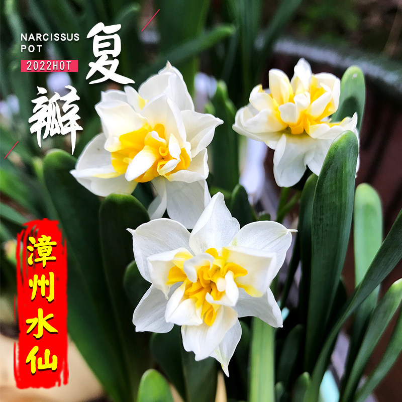 精选漳州水仙种球复瓣百叶水仙花水培室内花卉盆栽水养重瓣稀有花,鲜花速递/花卉仿真/绿植园艺,种球/裸根,淘宝优惠券,粉丝福利购,淘宝优惠卷