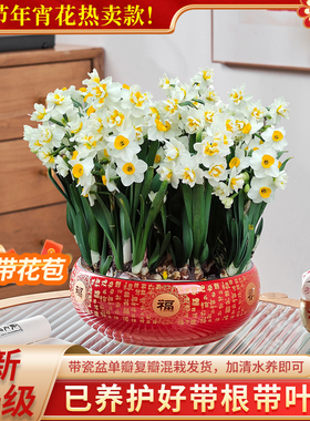 【带盆养护好水仙】漳州水仙花种球带根带叶已养好室内植物盆栽