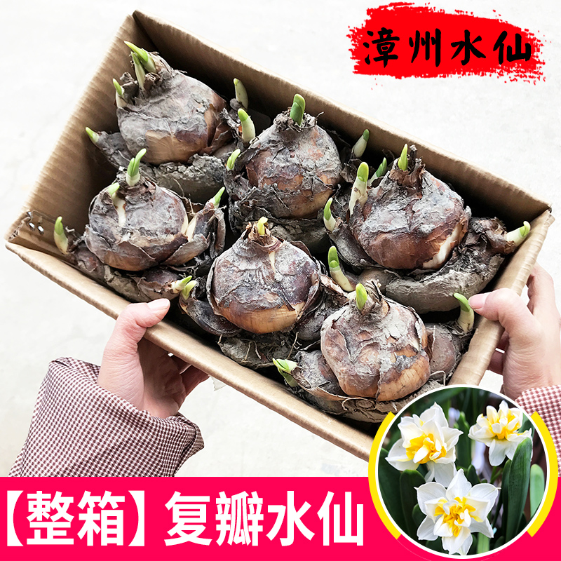 【重瓣水仙】漳州水仙花种球精选