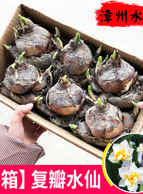 【重瓣水仙】漳州水仙花种球复瓣水培冬季花卉植物室内盆栽种子养