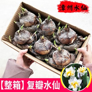 【重瓣水仙】漳州水仙花种球复瓣水培冬季花卉植物室内盆栽种子养