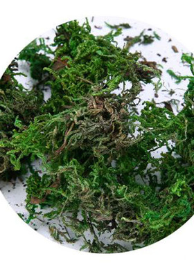天然烘干乌龟爬虫冬眠植物青苔
