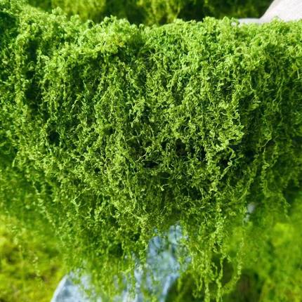 仿真dijy苔藓假青苔仿生草皮造景丝线人工植被假草皮草坪花盆铺面