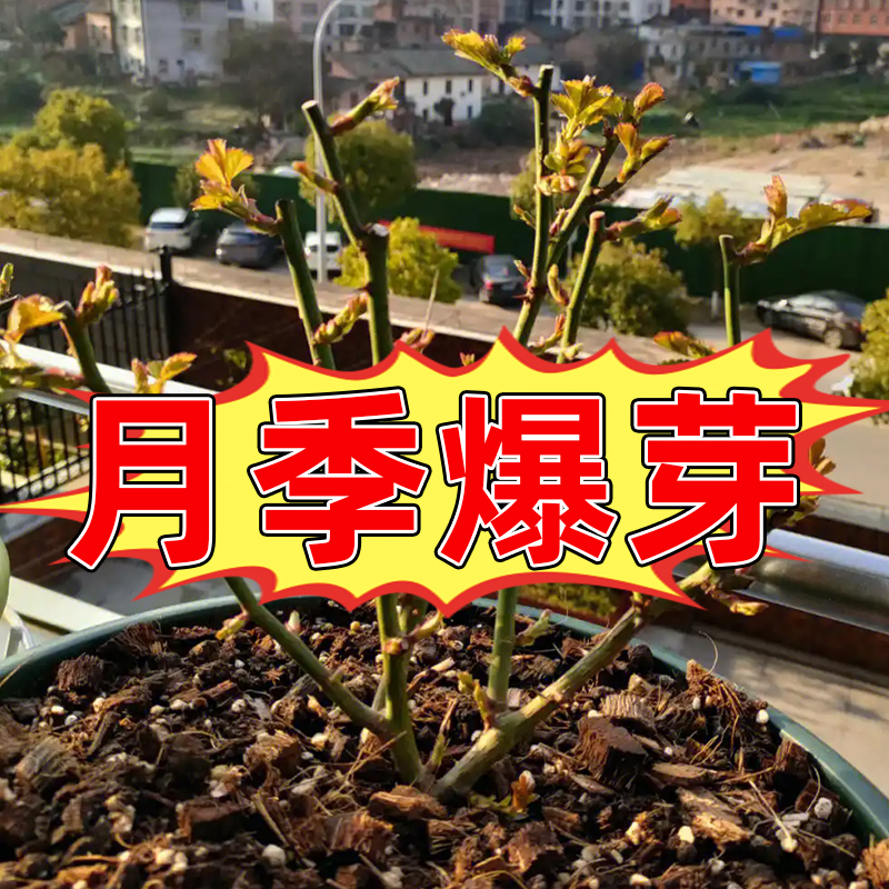 月季玫瑰花蔷薇科专用肥促发芽爆笋肥料爆发芽壮根优芽素催营养液