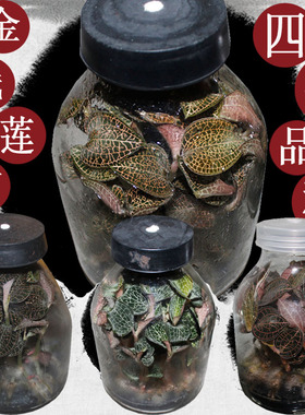 金线莲苗瓶苗盆栽种植苗福建尖叶红霞大叶品种金线莲种苗福建南靖