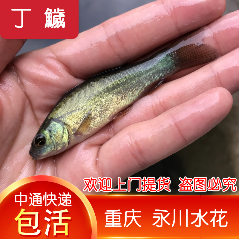 重庆发货丁桂鱼苗淡水养殖食用欧洲大丁鱥鱼须鱼岁易养活丁穗鱼-封面