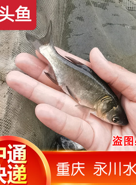 重庆花鲢鱼苗 淡水养殖鲢鳙鱼苗胖头鱼淡水鱼大头鱼苗