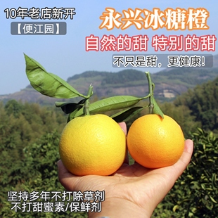 正宗湖南永兴冰糖橙现摘新鲜橙子当季水果甜橙柑子10斤18斤便江园