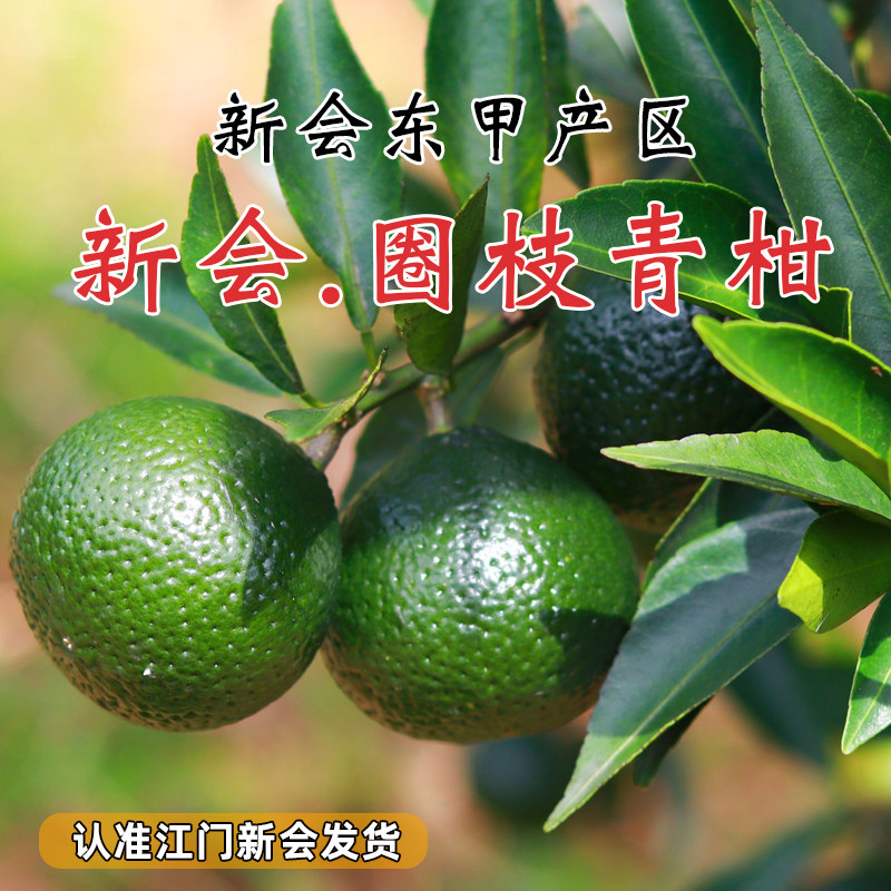 正宗新会特产茶枝柑鲜果小青柑