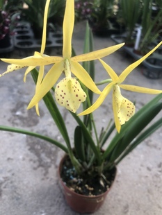 棒叶卡特兰黄鸟变色斑点带花苞洋兰兰花室内外绿植花卉客厅办公室