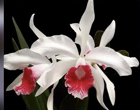 卡特兰原卡三文鱼婆婆肉红唇C. purpurata fma. carnea x sib