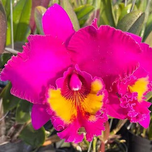 卡特兰 RIc.Village Chief Tearoom 'New Taiwan '新 台湾