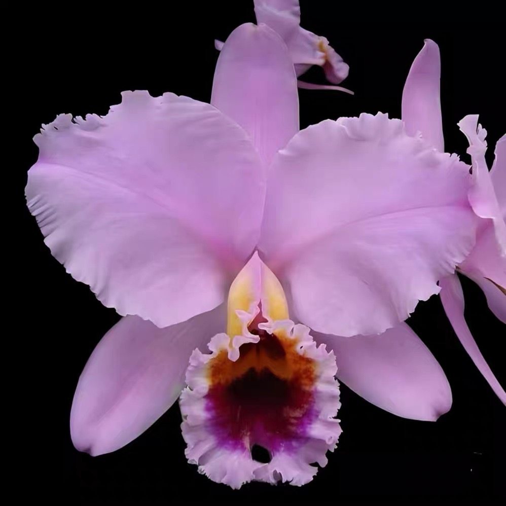 卡特兰迪雅歌母株洋兰室内外绿植花卉好养原盆原土,鲜花速递/花卉仿真/绿植园艺,国兰/杂交兰/洋兰类,淘宝优惠券,粉丝福利购,淘宝优惠卷