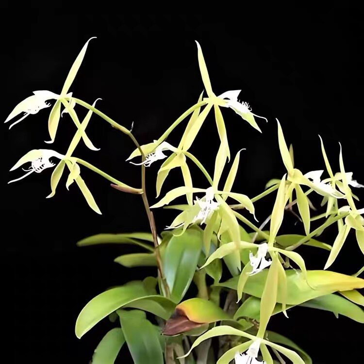 缘毛树兰 Epidendrum ciliare 室内客厅庭院绿植花卉 盆栽花洋兰