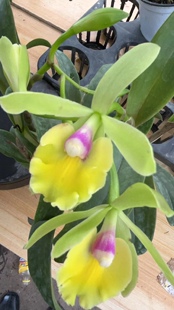 洋兰大头树兰带花苞原盆室内外绿植花卉兰花好养四季开花