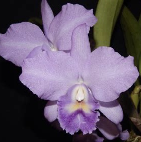 卡特兰蓝色路易士Rth. Lois McNeil 'Ace' AM/AOS中多花成年大苗