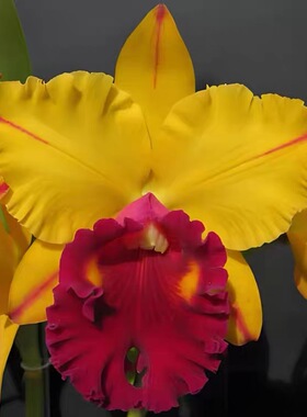 卡特兰 Rlc.Tainan Gold'Canary'金丝雀室内办公室花 卉盆栽洋兰