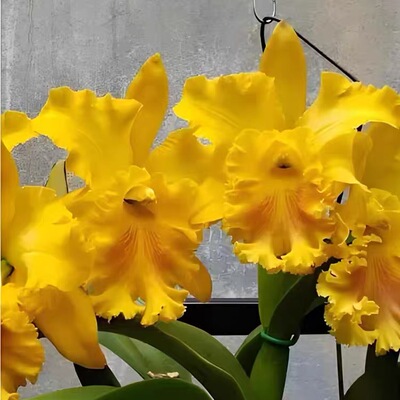 卡特兰 RIc. Shinfong Luoyang'Golden King '金国王 室内洋兰