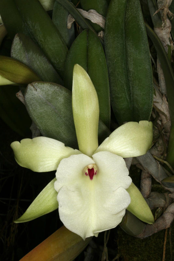 卡特兰原卡小猪哥 Rhyncholaelia glauca 室内办公室 花卉盆栽洋