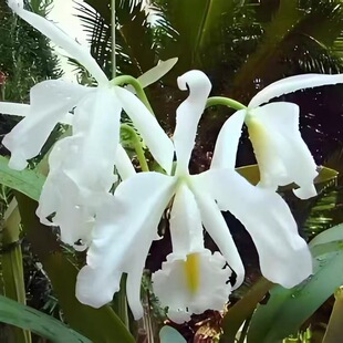 卡特兰原卡C. maxima var.alba gigix sib 高白馬室内外绿植