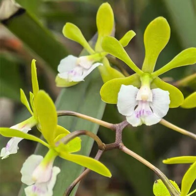 树兰 Epidendrumfloribundum 红甘蔗室内办公室花 卉盆栽客厅