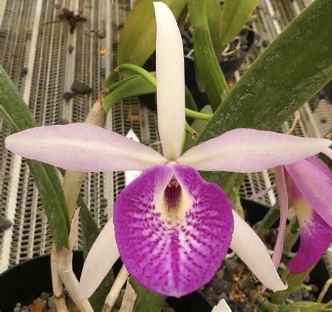 卡特兰白拉锁Bc. Yu Toung Star 'Big Tongue'大舌头确定花色洋兰