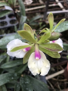 树兰白粉色带花苞原盆原土室内外办公室好养绿植花卉洋兰耐看