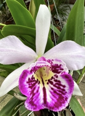 卡特兰白拉索Bc. Taiwan Big Lip 'Ta-Hsin' 大新，室内洋兰花卉