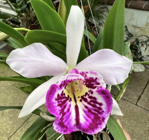 卡特兰白拉索Bc. Taiwan Big Lip 'Ta-Hsin' 大新，室内洋兰花卉
