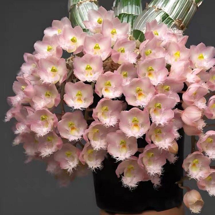 妖精兰粉妖精室内外绿植花卉,鲜花速递/花卉仿真/绿植园艺,国兰/杂交兰/洋兰类,淘宝优惠券,粉丝福利购,淘宝优惠卷