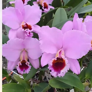 卡特兰红帕西 C. percivaliana Red 'Thiago' x self 室 内