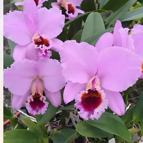 卡特兰红帕西 C. percivaliana Red 'Thiago' x self 室 内