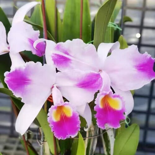 卡特兰原卡火焰特里 C. trianae var. mooreana 室内 办公室洋兰