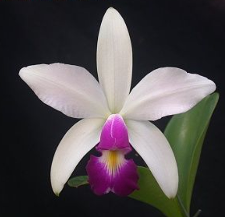 卡特兰原卡半白女神C. violaceafma.semi-alba x sib室内洋兰花卉