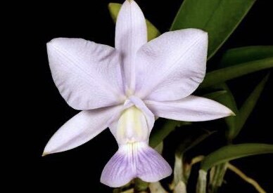 卡特兰蓝色走路人爱德华C.walkeriana fma.coerulea洋兰绿植花卉