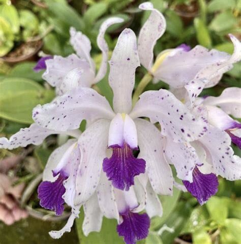 卡特兰C. amethystoglossa var. coerulea蓝色阿美西施确定花色