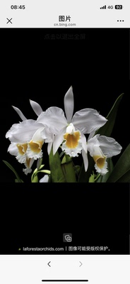 卡特兰白爱多 C.eldorado alba 'Jemi原卡室内办公室