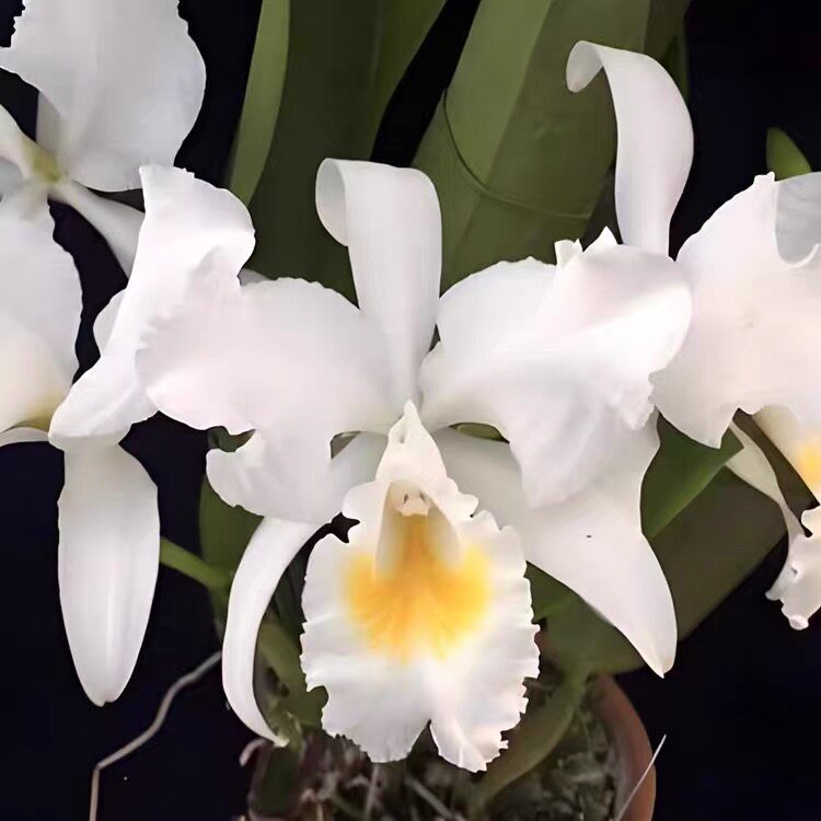 卡特兰舒罗大力神原盆带花苞浓香大花蓝色绿植花卉洋兰