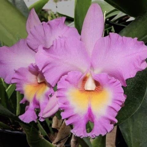 卡特兰Rlc. Mahina Yahiro 'Ulii' AM/AOS优莉确定花色室内洋兰花图片