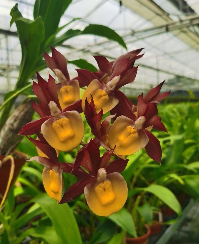 飘唇兰红蝙蝠洋兰珍奇类室内外绿植花卉洋兰,鲜花速递/花卉仿真/绿植园艺,国兰/杂交兰/洋兰类,淘宝优惠券,粉丝福利购,淘宝优惠卷