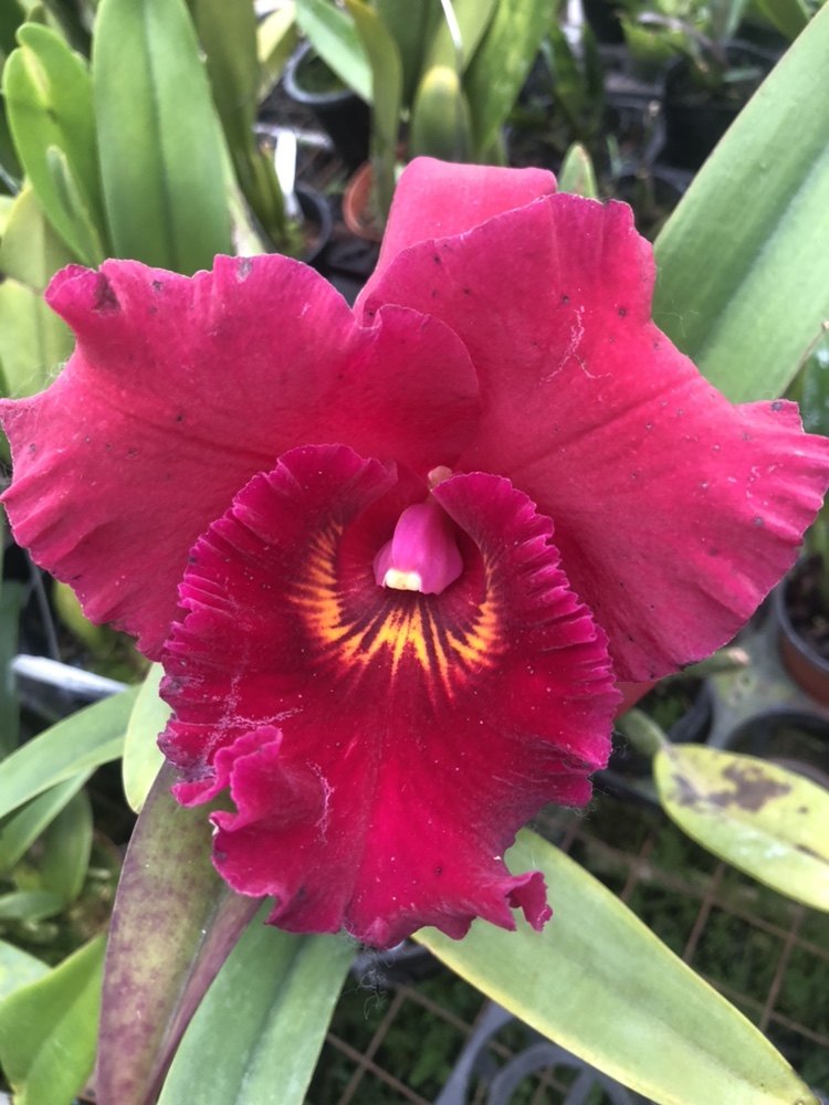 卡特兰大卡黑松深红色带花苞花卉绿植洋兰室内芳香新品办公室耐看图片