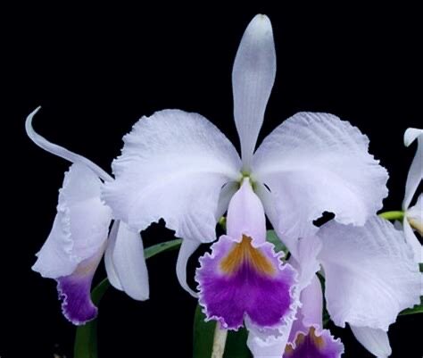 卡特兰原卡C. trianaei var.coerulea ‘Blue Moon’蓝月亮洋兰花